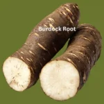 Burdock root for blood-cleansing properties