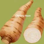 Chicory Root