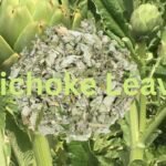 Artichoke Leaves to Clean the liver