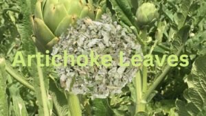Artichoke Leaves to Clean the liver
