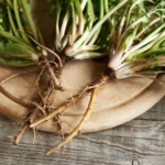 Dandelion for liver health