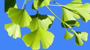 Ginkgo Biloba Tea for Brain Circulation