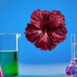 Hibiscus flower for circulation