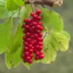 Schisandra Berry for Liver Detox