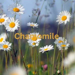 Chamomile Tea Benefits-Herbal Tea for Kids
